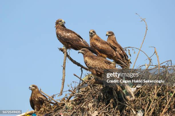 black kites, milvus migrans, scavenging at the garbage dump. - black kite stock pictures, royalty-free photos & images