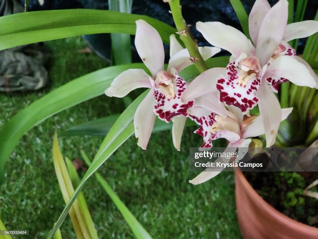 Potted Beautiful Orchid Flower in Costa Rica: Cymbidium Cindirella
