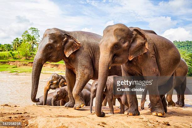sri lankan elephant - asian elephant stock pictures, royalty-free photos & images