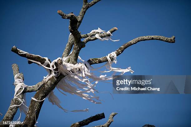 Toilet paper hangs from limbs of an oak tree as crews from the Asplundh tree service cut down the oak tree on April 23, 2013 at Toomer's Corner in...