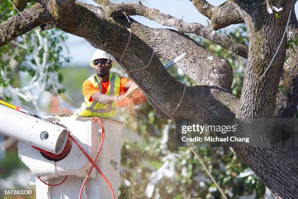 Member of the Asplundh tree service helps cut down an oak tree on April 23, 2013 at Toomer's Corner in Auburn, Alabama. Auburn University decided to...