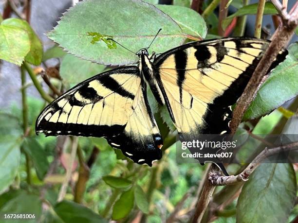 picture of a tiger swallowtail butterfly. photo taken friday august 25, 2023 - tiger swallowtail butterfly stock pictures, royalty-free photos & images