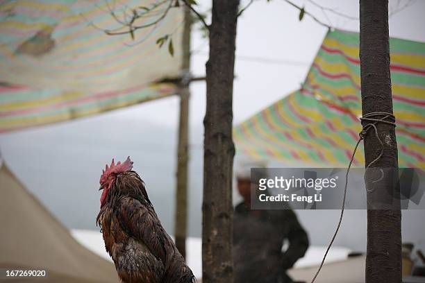 Rooster stands in the rain outside the earthquake survivors' tents on April 23, 2013 in Lushan of Ya An, China. A magnitude 7 earthquake hit China's...