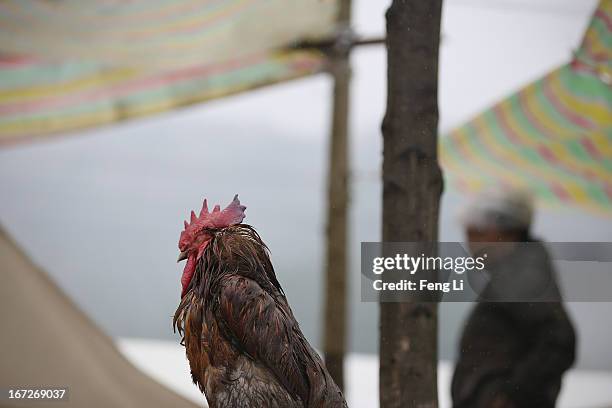 Rooster stands in the rain outside the earthquake survivors' tents on April 23, 2013 in Lushan of Ya An, China. A magnitude 7 earthquake hit China's...