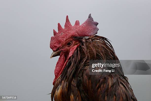 Rooster stands in the rain outside the earthquake survivors' tents on April 23, 2013 in Lushan of Ya An, China. A magnitude 7 earthquake hit China's...