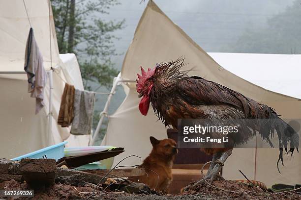 Rooster shakes head in the rain outside the earthquake survivors' tents on April 23, 2013 in Lushan of Ya An, China. A magnitude 7 earthquake hit...