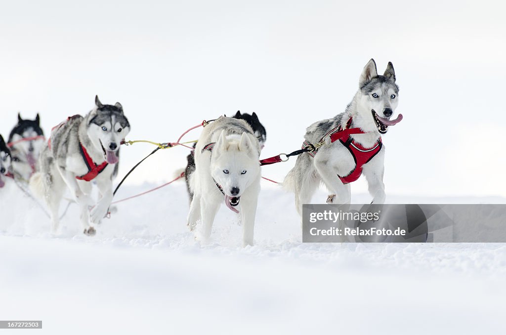 Husky sled grupo de perros corriendo en la nieve