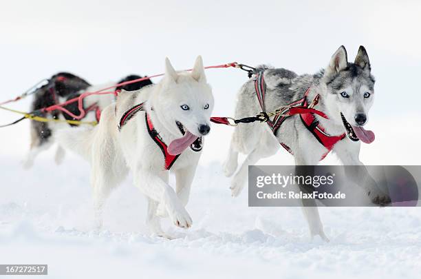 group of husky sled dogs running in snow - hondensleeën stockfoto's en -beelden