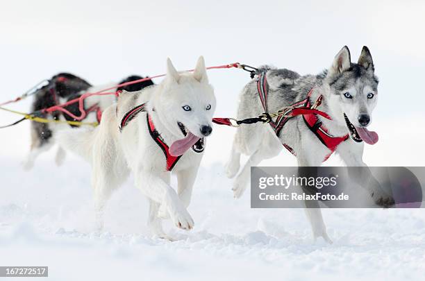 group of husky sled dogs running in snow - dog sledding stock pictures, royalty-free photos & images