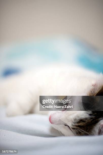 munchkin cat sleeping - tabby munchkin cat bildbanksfoton och bilder
