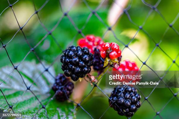 close-up of blackberries on bush - panyik-dale stock pictures, royalty-free photos & images
