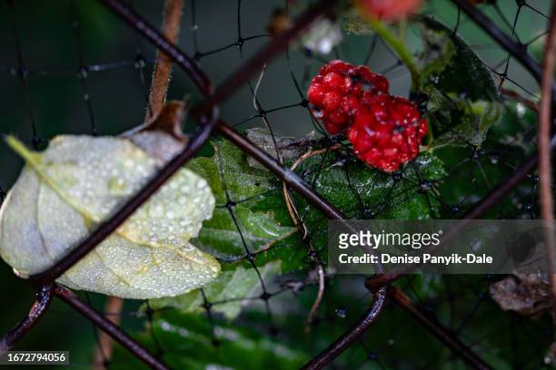 close-up of blackberries on bush - panyik-dale stock pictures, royalty-free photos & images