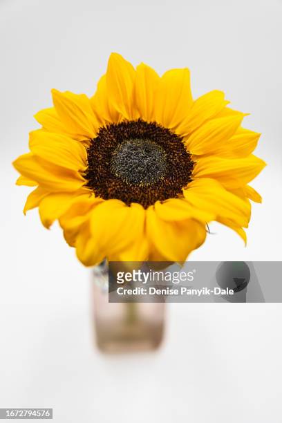 close-up of sunflower - panyik-dale stock pictures, royalty-free photos & images