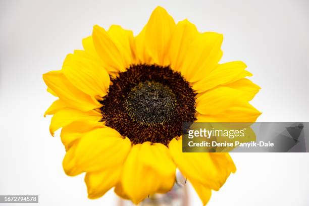 close-up of sunflower - panyik-dale stock pictures, royalty-free photos & images