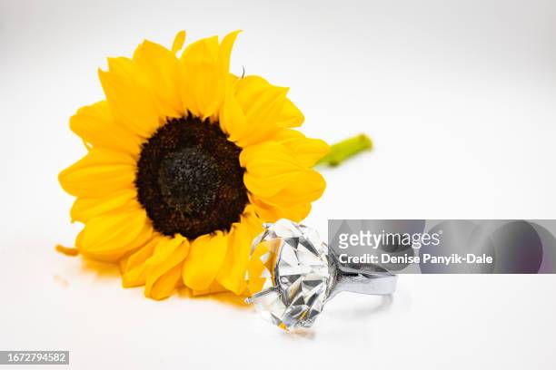 close-up of sunflower with large diamond ring on white background - panyik-dale stock pictures, royalty-free photos & images