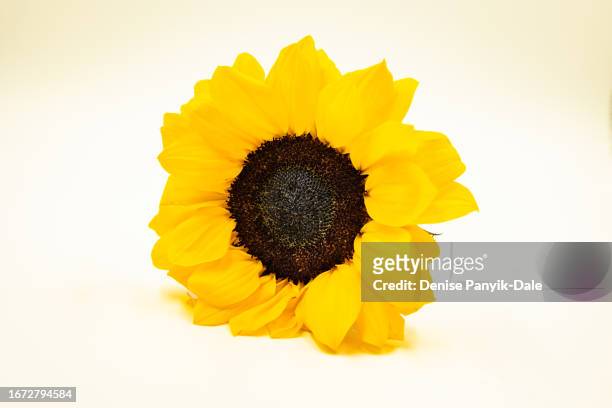 close-up of sunflower on yellow background - panyik-dale stock pictures, royalty-free photos & images