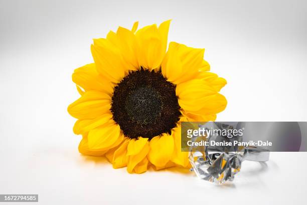 close-up of sunflower with large diamond ring on white background - panyik-dale stock pictures, royalty-free photos & images