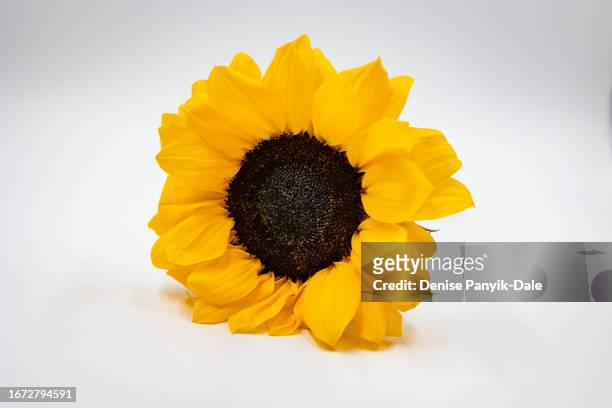 close-up of sunflower on white background - panyik-dale stock pictures, royalty-free photos & images