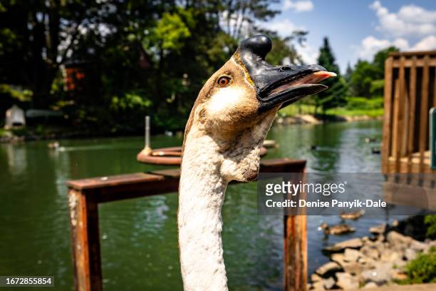 head shot of goose with tongue - panyik-dale stock pictures, royalty-free photos & images