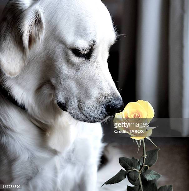 dog&rose - hunds rose stock-fotos und bilder