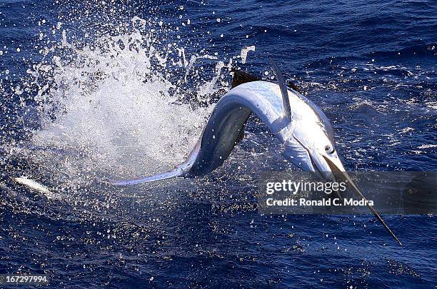 Fishing for sailfish on April 18, 2013 in Key West, Florida.