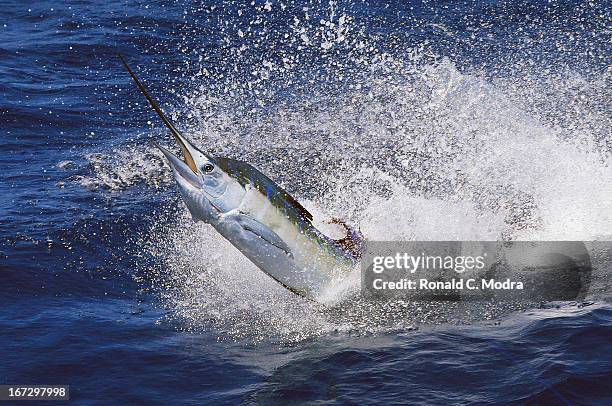 Fishing for sailfish on April 18, 2013 in Key West, Florida.