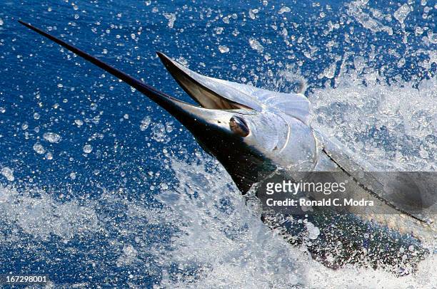 Fishing for sailfish on April 18, 2013 in Key West, Florida.