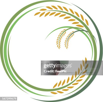 Rectangle Rice Graphics Rice Design High-Res Vector Graphic - Getty Images