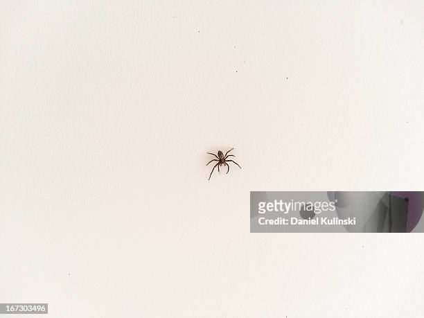 spider on the wall - spider stock pictures, royalty-free photos & images