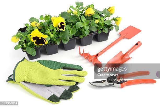 gelbe stiefmütterchen in flowerpot mit garten-tools - gartenhandschuh freisteller stock-fotos und bilder