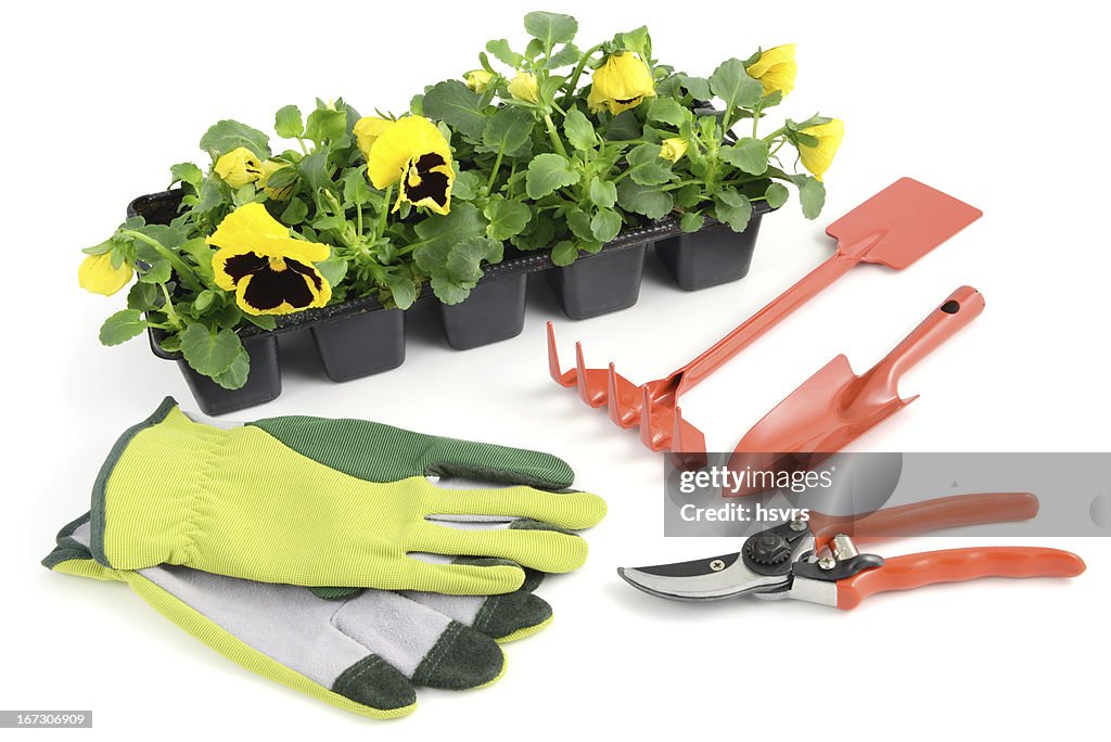 Yellow pansy in flowerpot with gardening tools