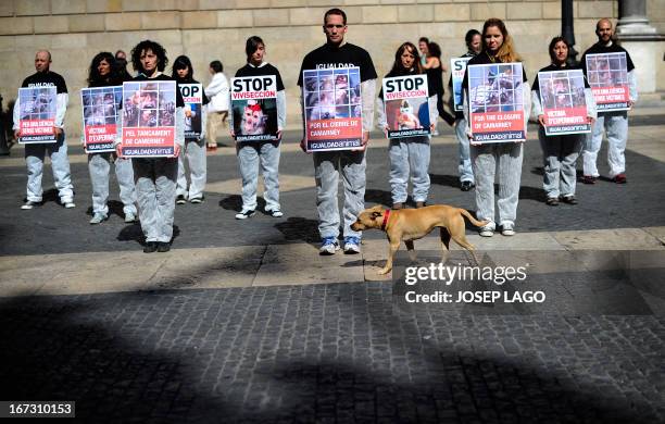 23 Ngo Igualdad Animal Photos and Premium High Res Pictures - Getty Images 23 Ngo Igualdad Animal Photos and Premium High Res Pictures - Getty Images