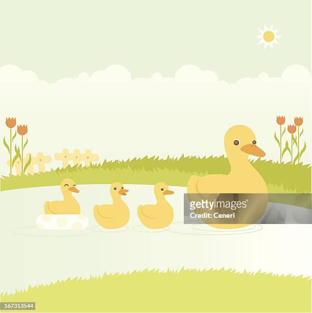 mother duck swimming with her ducklings - duckling stock illustrations