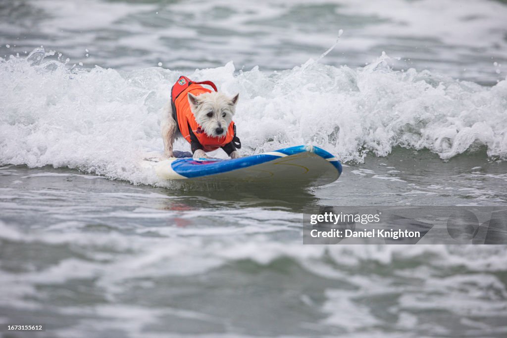 Helen Woodward Animal Center Presents 18th Annual Surf Dog Surf-A-Thon