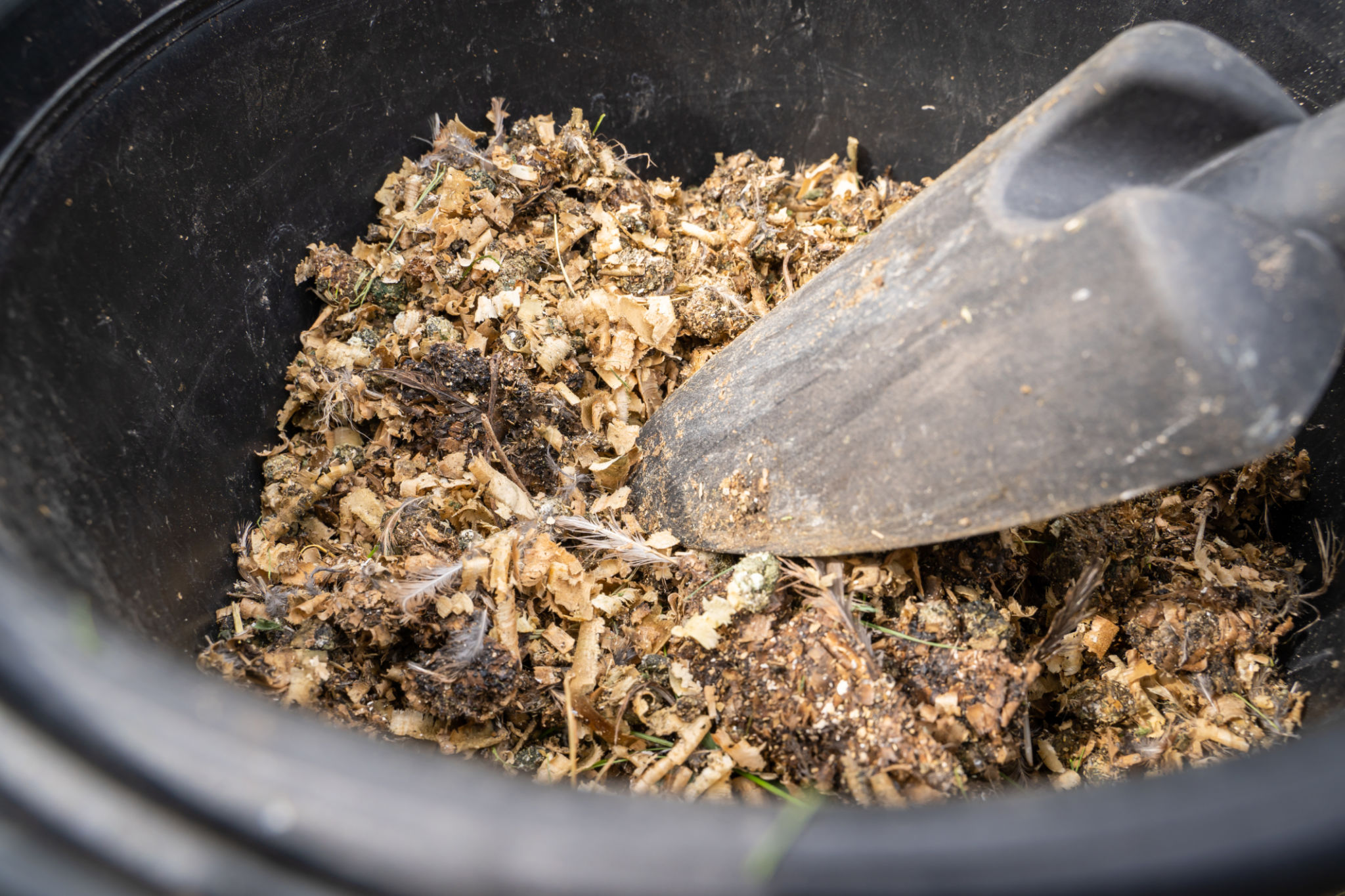 Wood sawdust with bird droppings in a bucket close-up. Using chicken farm waste as fertilizer for the vegetable garden Wood sawdust with bird droppings in a bucket close-up. Using chicken farm waste as fertilizer for the vegetable garden
