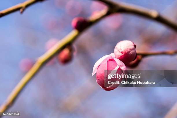 gofuku-shidare - flower blossom ストックフォトと画像