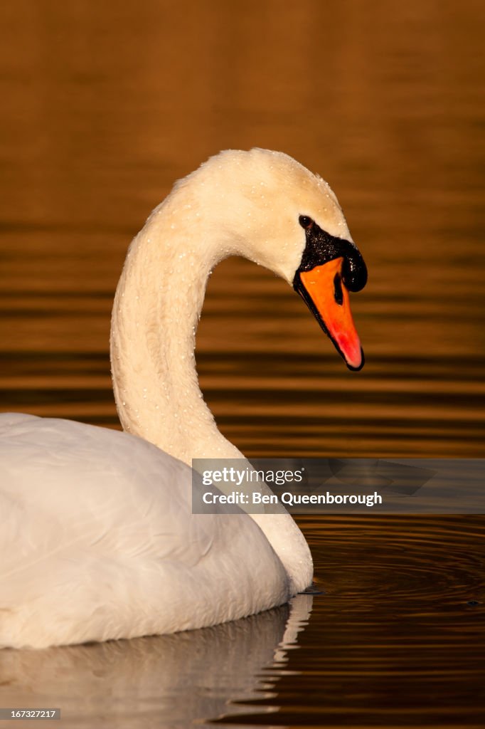 A Mute Swan