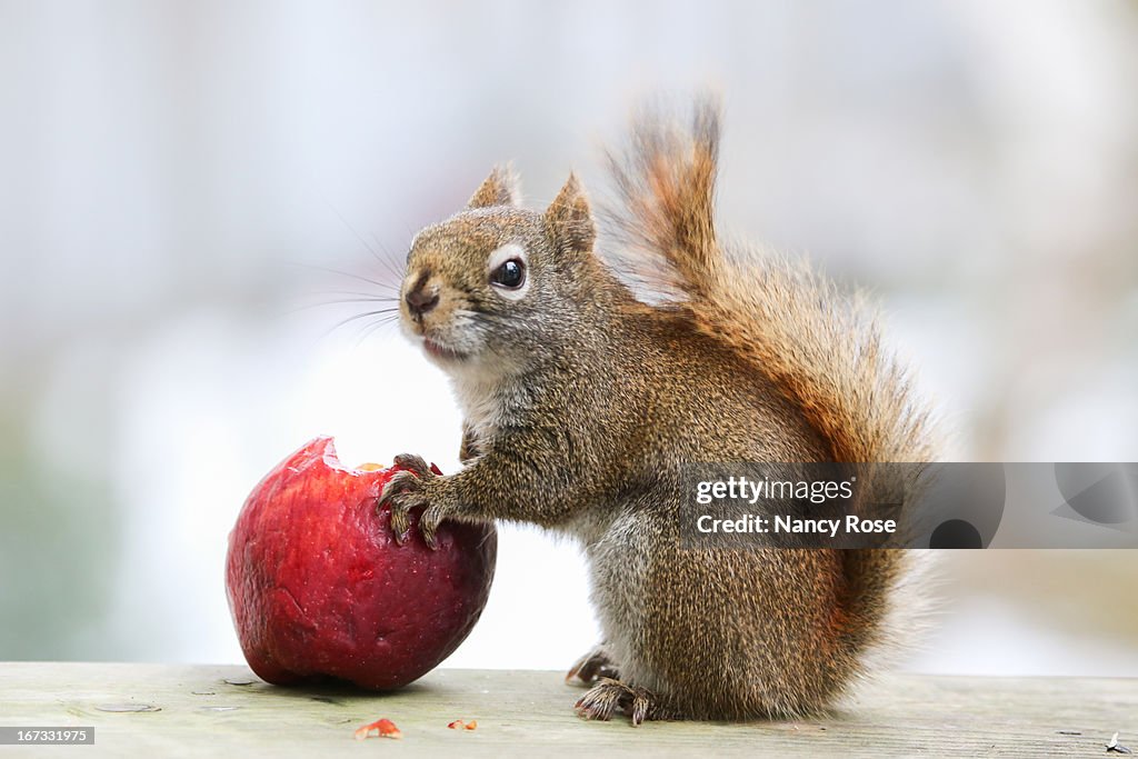 Red Squirrel eating apple