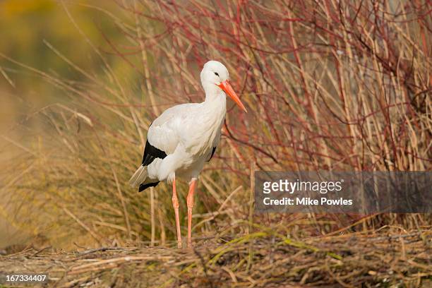 white stork, adult at the nest, norfolk, uk - white stork stock pictures, royalty-free photos & images