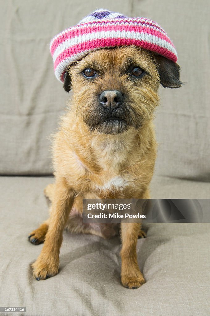 Border Terrier wearing hat Norfolk U.k.