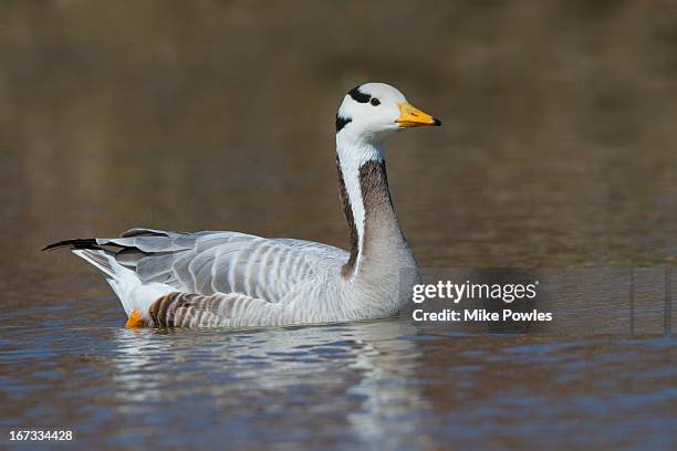 bar-headed goose, swimming on lake, norfolk uk - anser indicus stock pictures, royalty-free photos & images