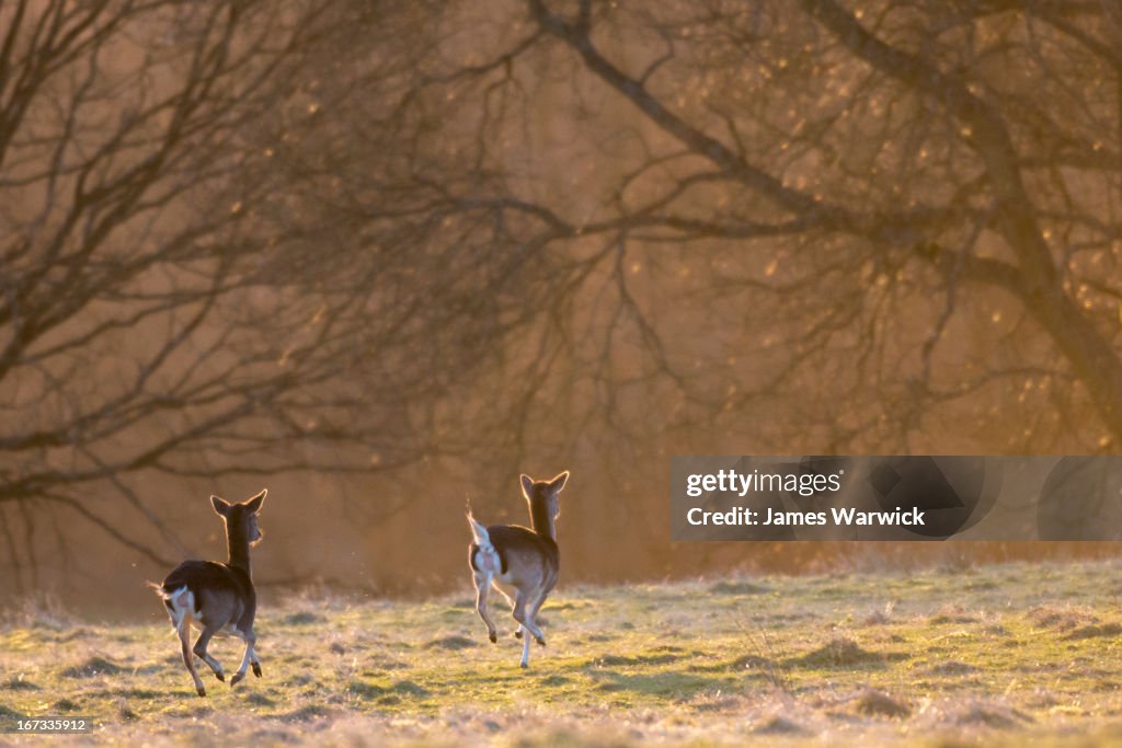 Fallow deer does (females) on the move at dawn