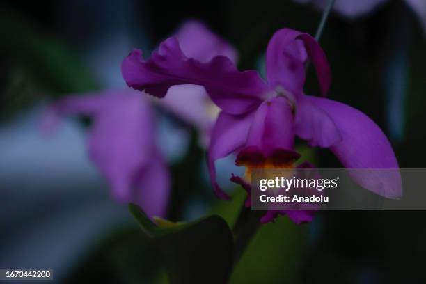 Orchid blooms take center stage during the XX National Orchid Exhibition and Inaugural International Showcase at Bogota's Botanical Garden on...