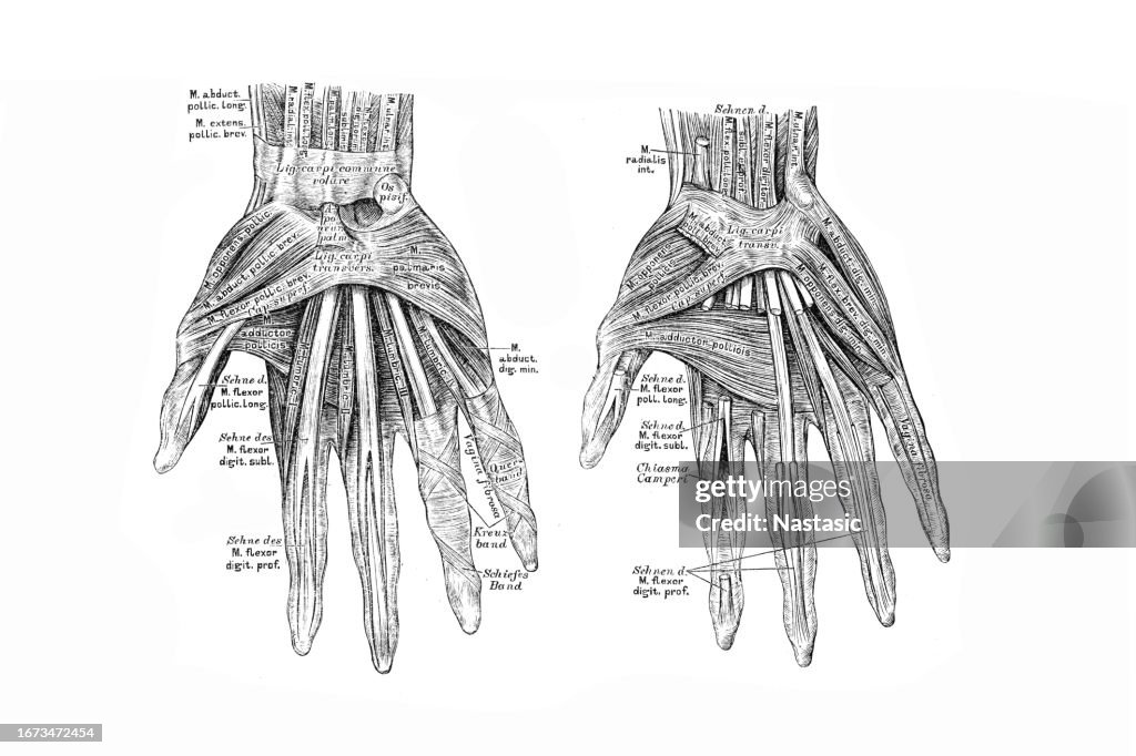 Hand Muscles Graph Hand Muscles High-Res Vector Graphic - Getty Images