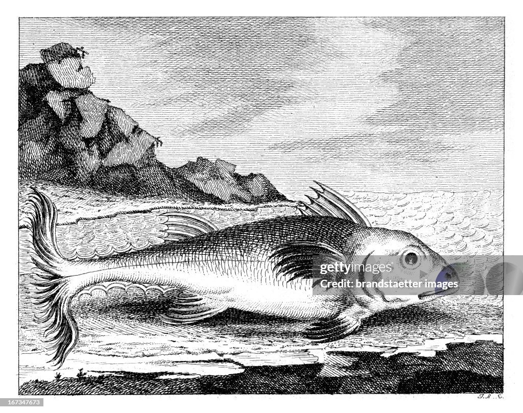 The Tuna. Etching. From: Schauplatz Der Natur Und Künste. In Vier Sprachen. Deutsch. Lateinisch. Französisch Und Italienisch. Erster Jahrgang. Joseph Kurzbeck. Vienna. 1774.