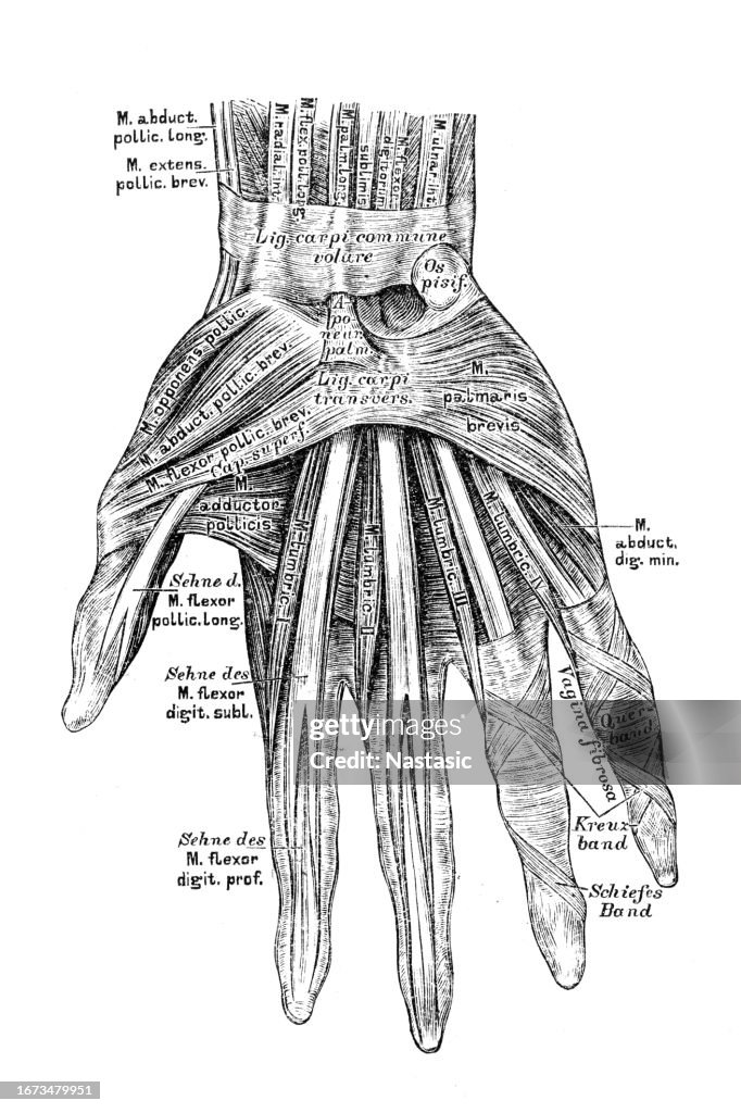 Hand Muscles Graph Hand Muscles High-Res Vector Graphic - Getty Images