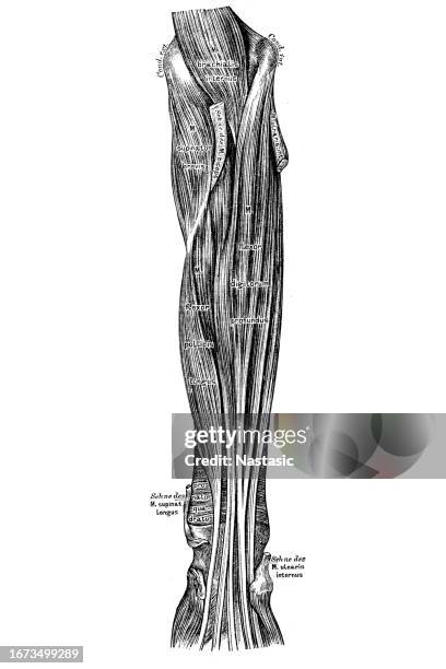 Left Inner Forearm The Muscles On The Inner Side Of The Forearm High-Res Vector Graphic ...