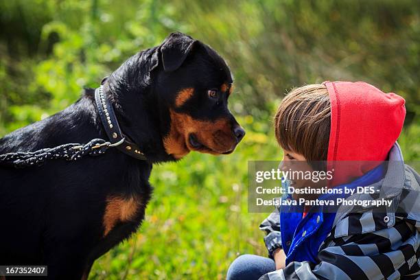 a boy in front of a rottweiler - ferocious dog stock pictures, royalty-free photos & images