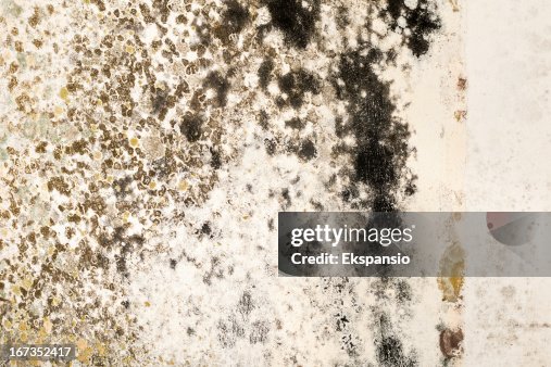 https://media.gettyimages.com/id/167352417/photo/mold-growth-on-stained-plaster-wall-close-up.jpg?s=170667a&w=gi&k=20&c=R-YoCTfII_VixUV_4f060F8c1ZYRZbOXh9NjFWjvX3o=