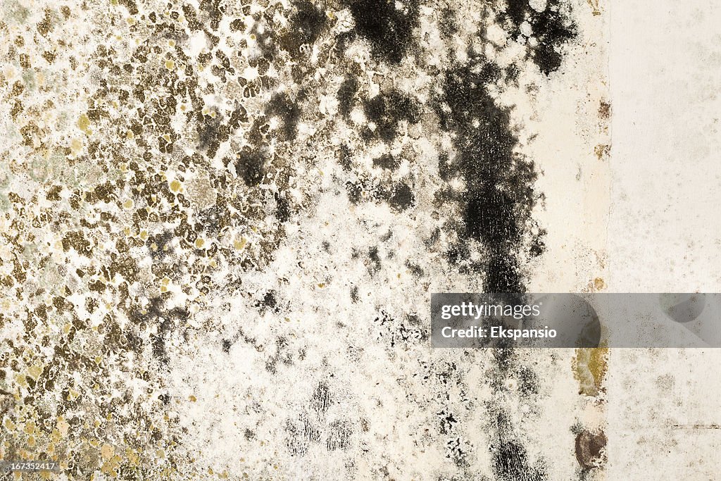 Mold Growth on Stained Plaster Wall Close-Up